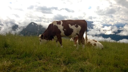 Cows summit dolomites photo