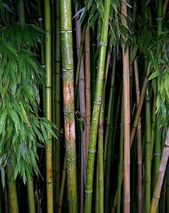 Plant sprout stalk