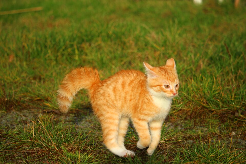Cat autumn playful