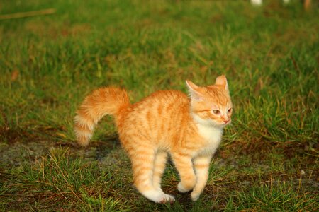 Cat autumn playful