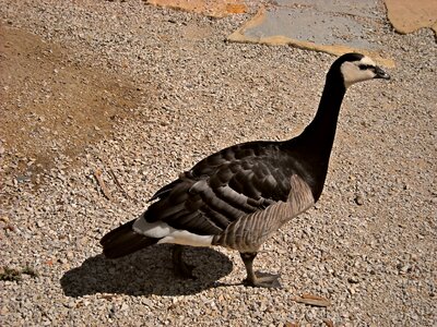 Nature geese feathers photo