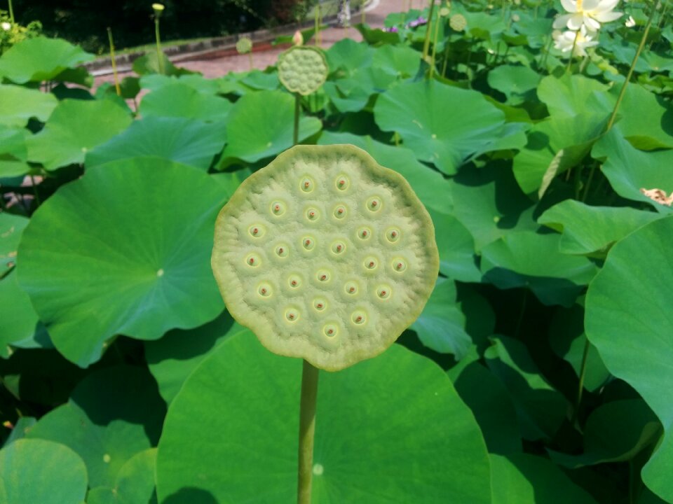 Plant nature aquatic plant
