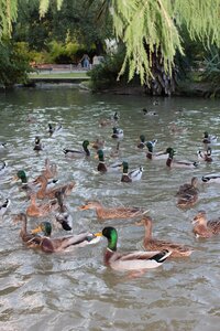 Duck pissed off animals