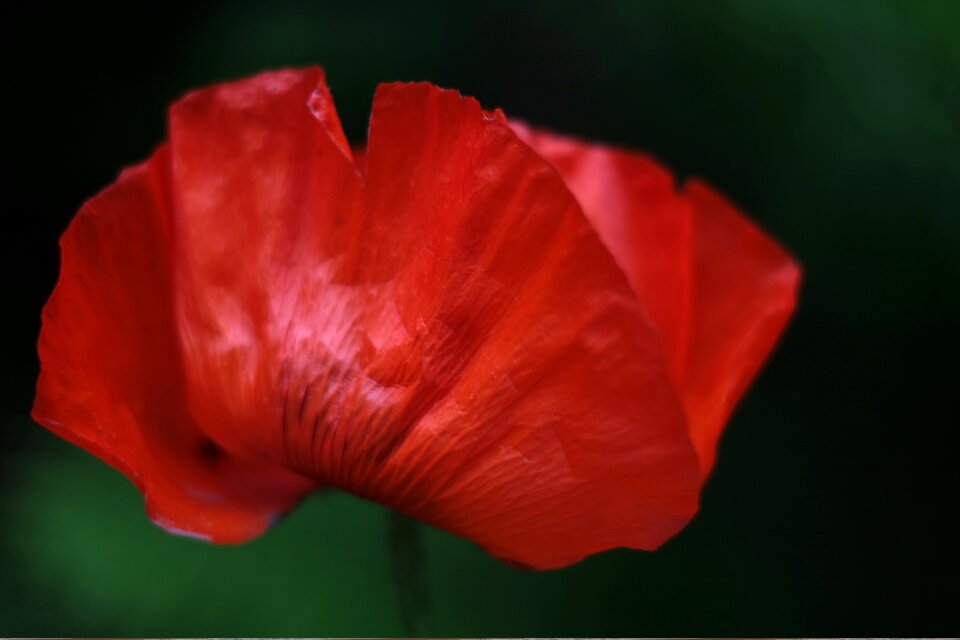 Nature red meadow
