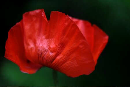Nature red meadow