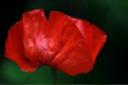 Nature red meadow photo