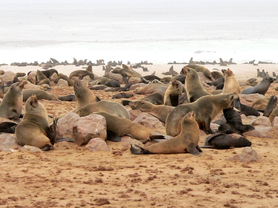 Sea beach seal colony