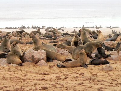 Sea beach seal colony