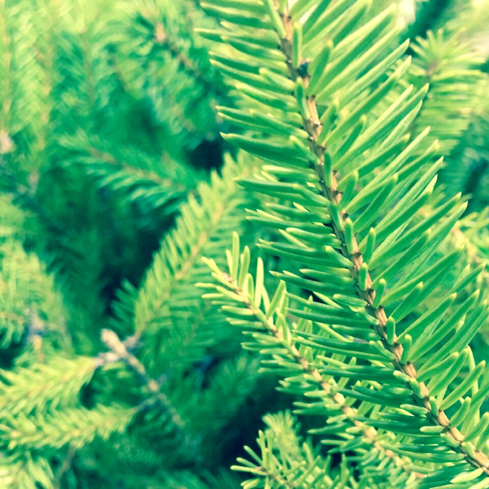 Branches close up needles