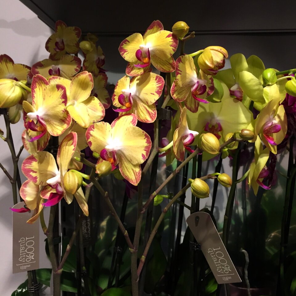 Flowers orchids yellow