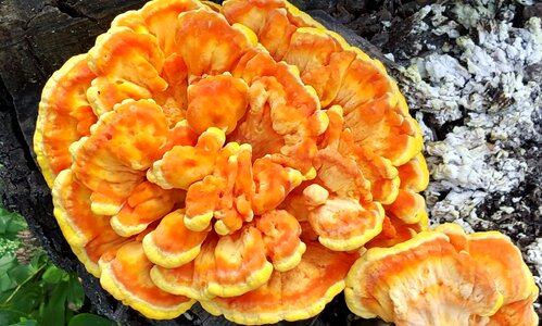 Laetiporus orange
