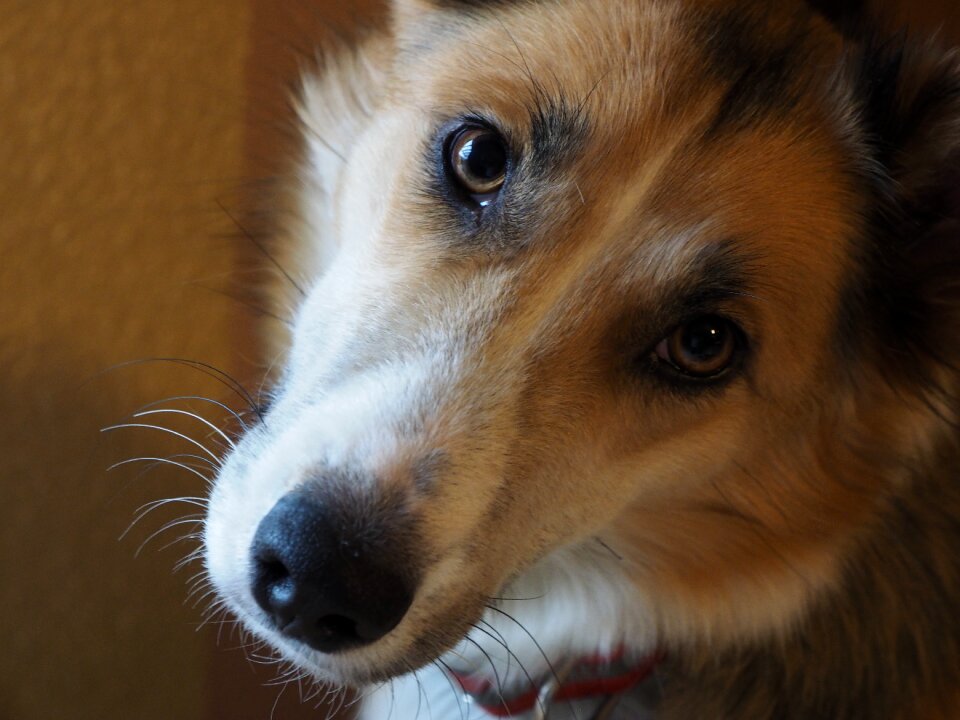 Pet animal portrait dog head photo