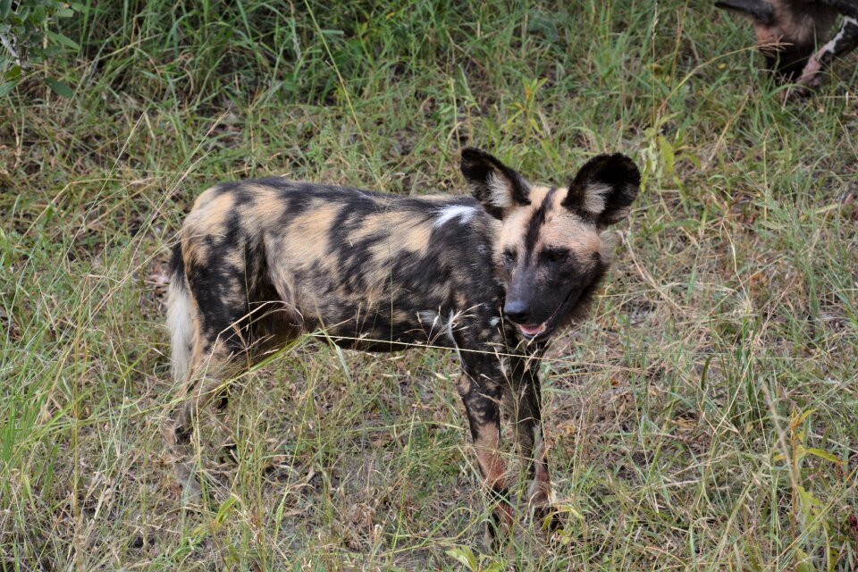 Africa predator grass