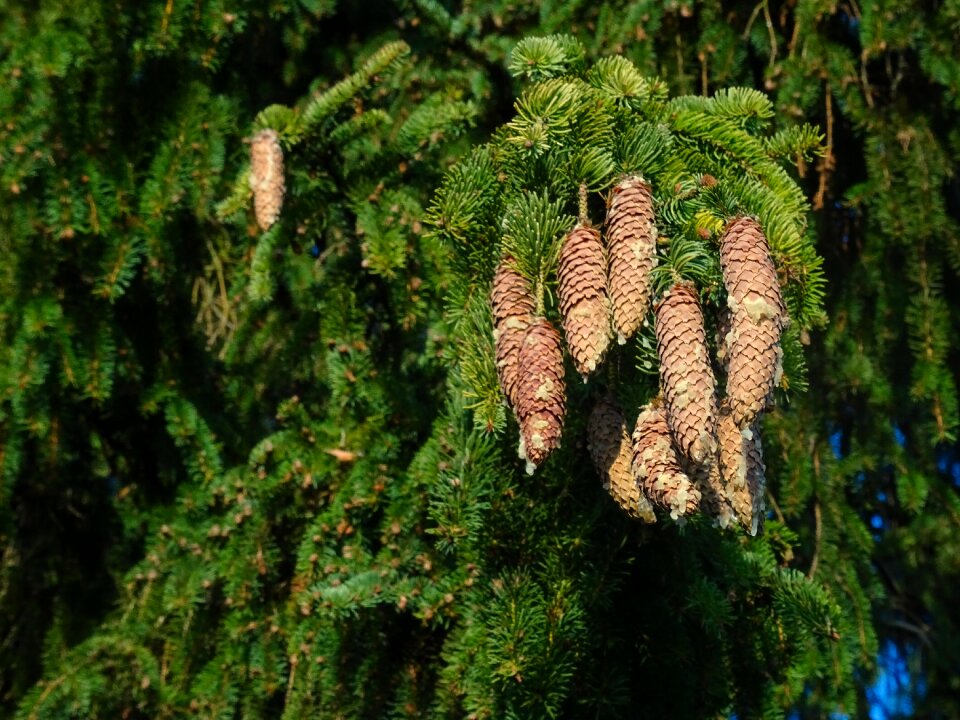 Branch branches nature
