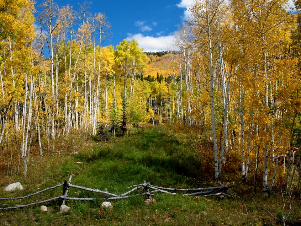 Crested butte autumn