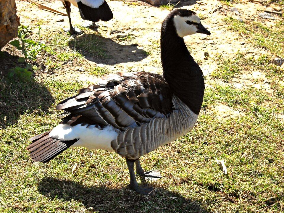 Geese feathers goose