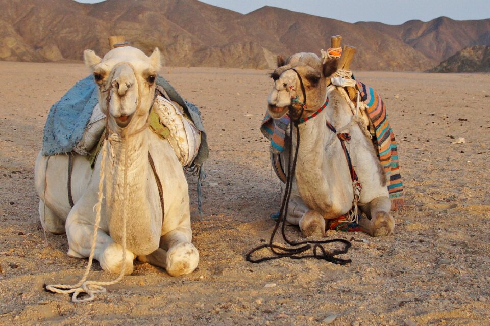 Desert animal sand egypt