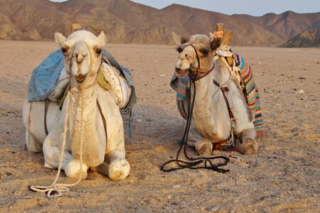 Desert animal sand egypt photo