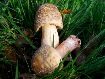 Mushroom blushing cap nature
