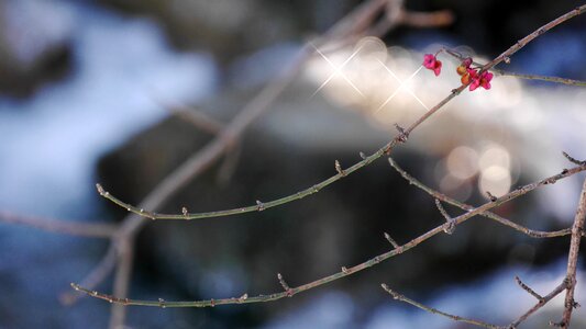 Spindle winter snow