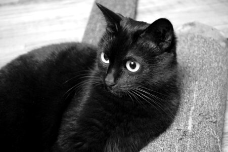 Pet black cat person photo