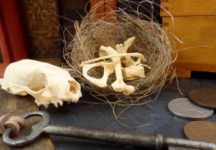 Key brown skull brown key