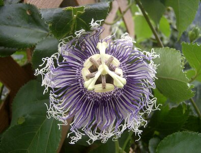 Passionflower plant