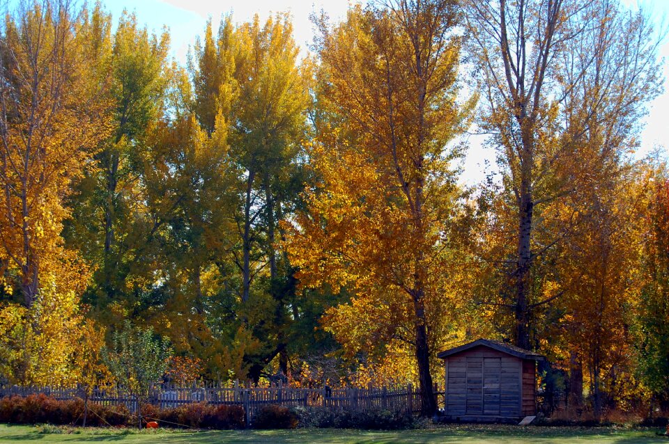 Tree autumn landscape