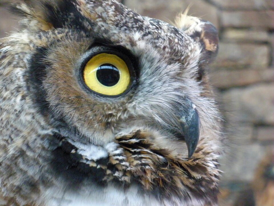 Bird gray owl