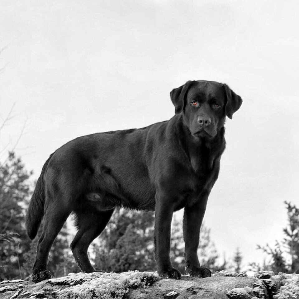 Labrador dog black