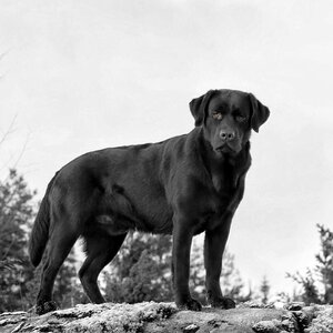 Labrador dog black photo