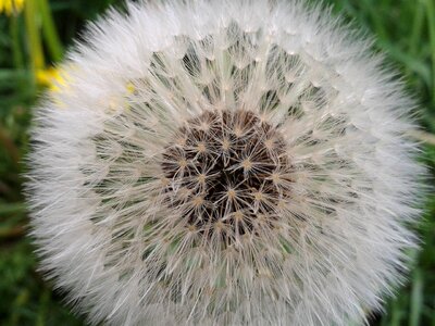 Seeds close up wild flowers