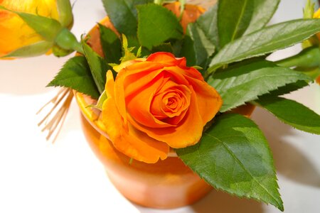 Plant orange petals vase photo