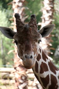 Giraffe animal zoo