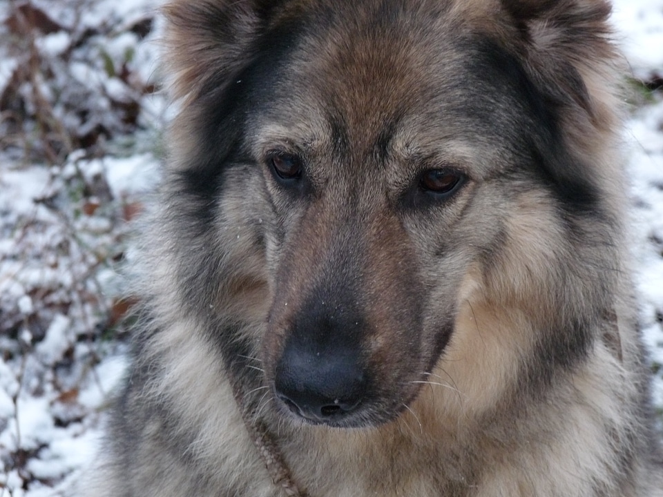 Animal vigilant fur