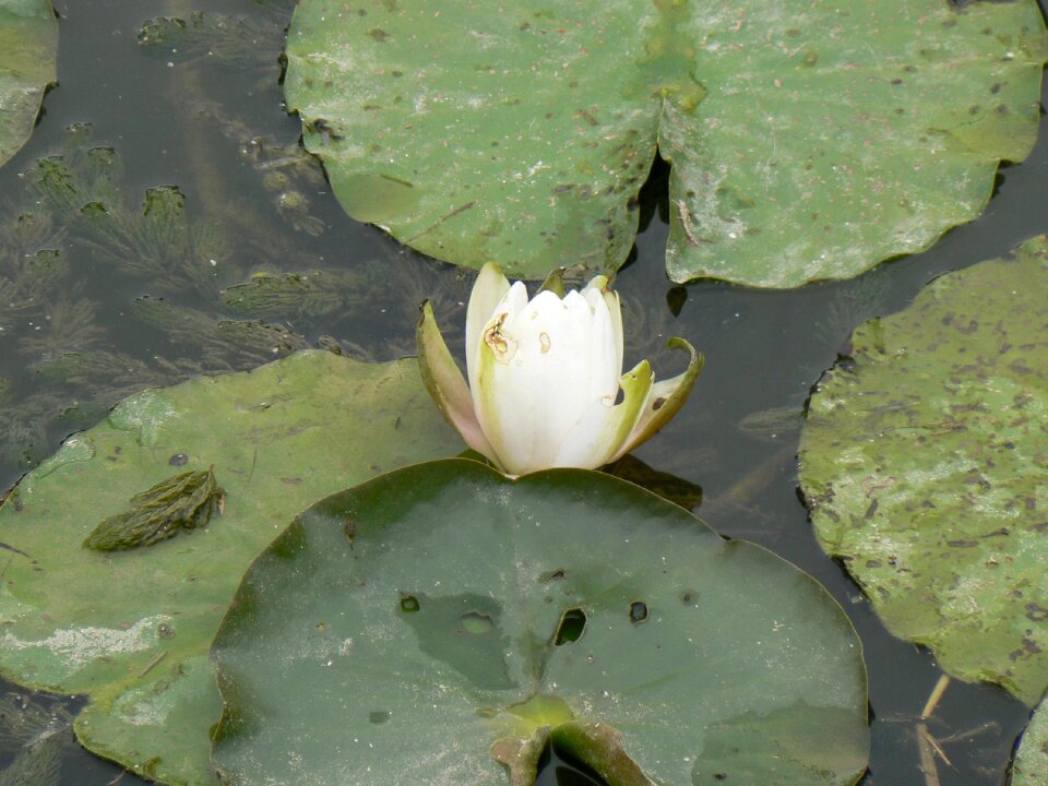 Water lily creek nature