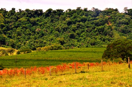 Serrated brazil rural