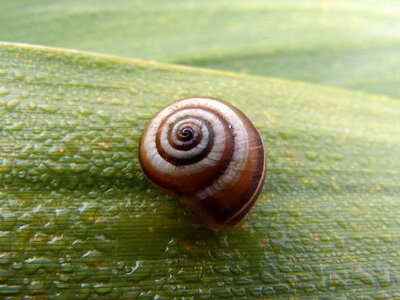 Snail leaf moisture