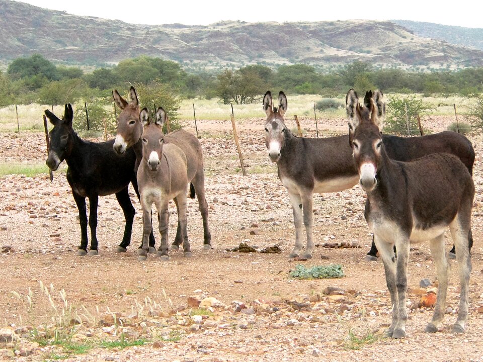Hoofed animals landscape africa