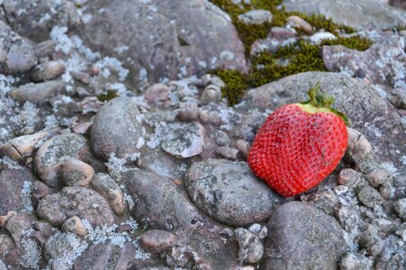Berry fruit stone