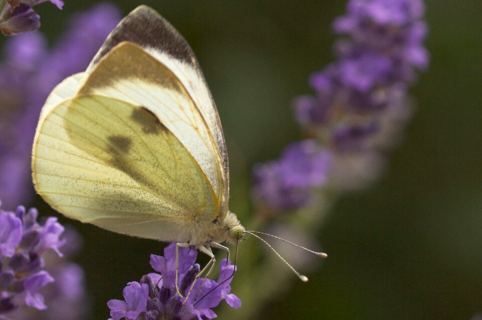 Summer nature close up