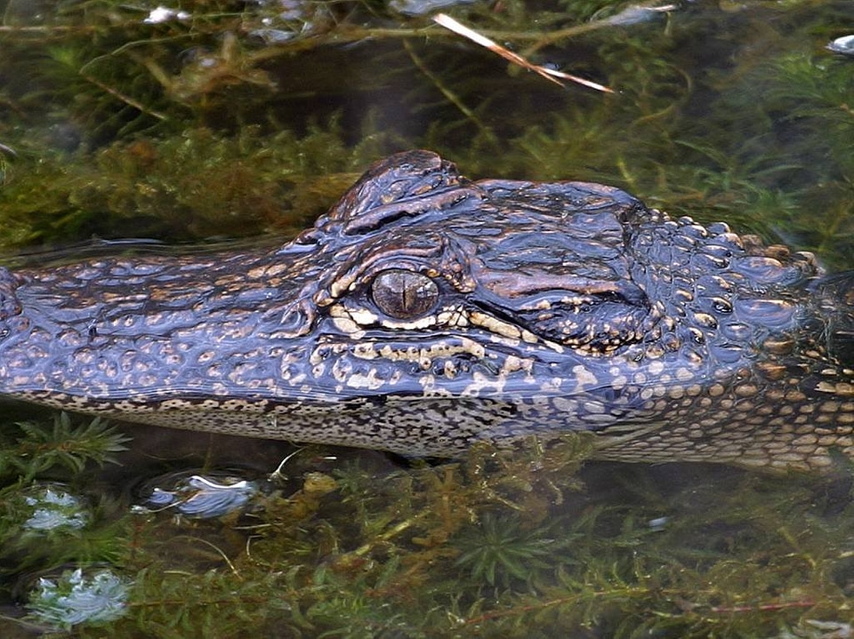 Dangerous alligator animal