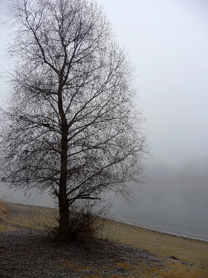 Misty nature critter