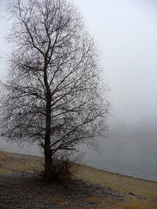 Misty nature critter