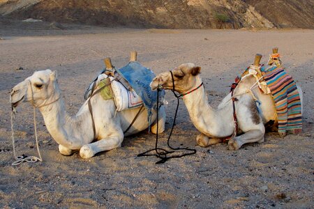 Rest sand egypt