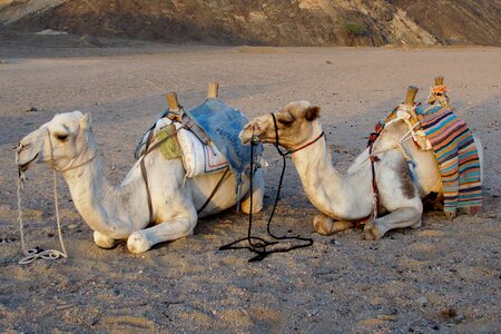 Rest sand egypt photo