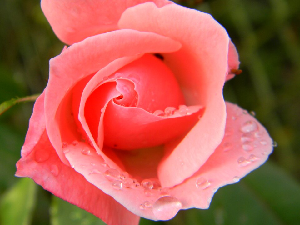 Red rose flowers red