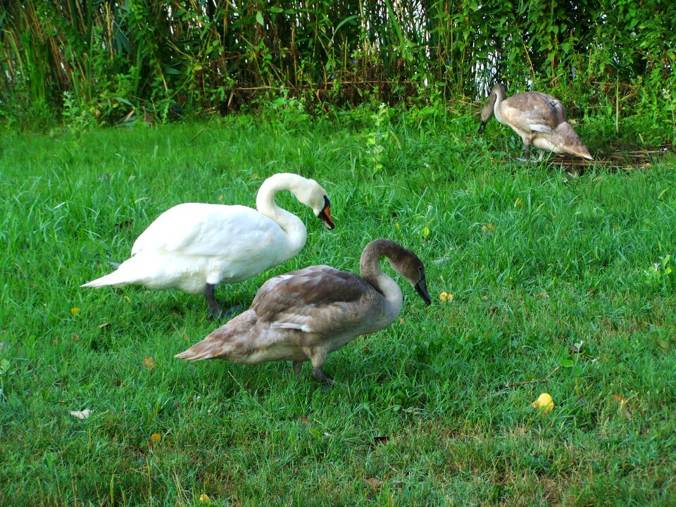 Mama swan swan chicks waterfowl