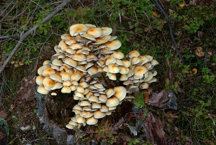 Mushrooms on tree nature tree fungus photo