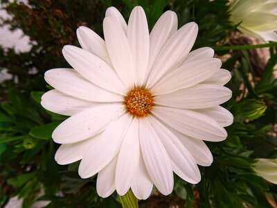 Nature white beautiful flower photo